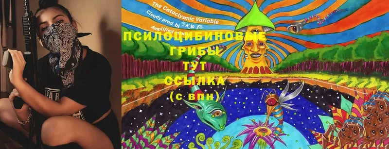 Псилоцибиновые грибы Cubensis  Геленджик 